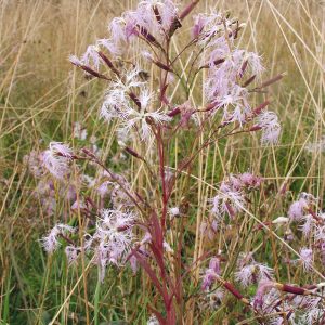 Гвоздика пышная