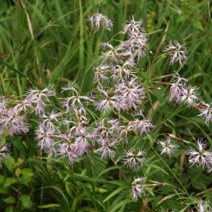 Гвоздика пышная