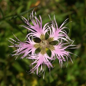 Гвоздика пышная