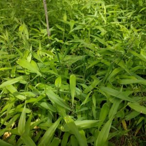 Просо скрытое