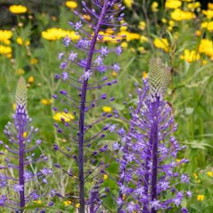 Пролеска гиацинтовидная