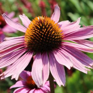 Эхинацея пурпурная "Magnus"