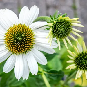 Эхинацея пурпурная "PowWow White"