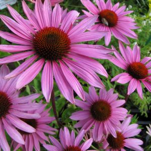 Эхинацея пурпурная "Rubinstern"