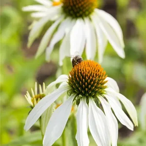 Эхинацея пурпурная "Primadonna White"