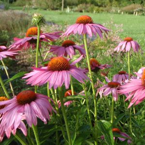 Эхинацея пурпурная "Magnus"