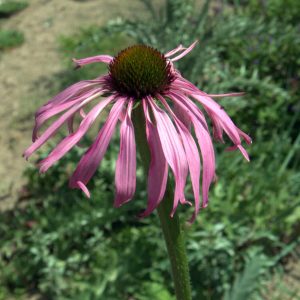 Эхинацея симулата
