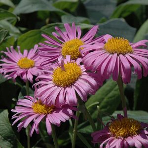 Астра альпийская "Pinkie"