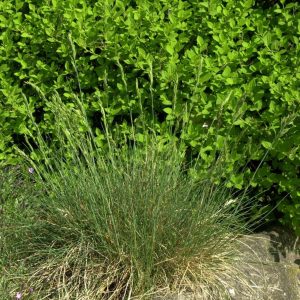 Овсяница аметистовая