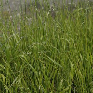 Овсяница гигансткая