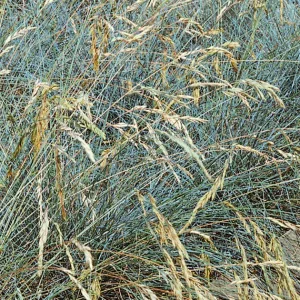 Овсяница валлисская