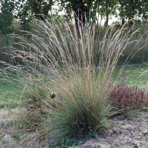 Овсяница овечья