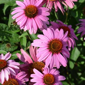 Эхинацея пурпурная "Magnus Superior"