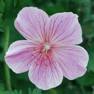 Герань луговая "Rose Queen"