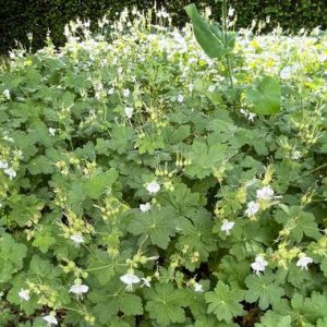 Герань крупнокорневищная "White Ness"