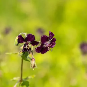 Герань тёмно-бурая