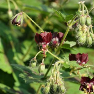 Герань тёмно-бурая