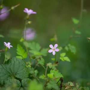 Герань Роберта