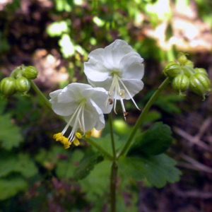 Герань крупнокорневищная "White Ness"