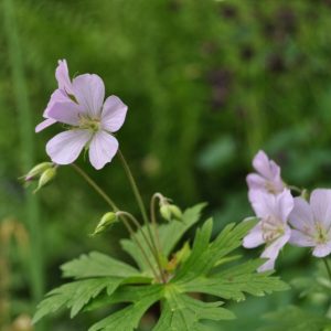 Герань пятнистая