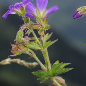 Герань лесная