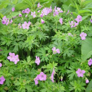 Герань иезская