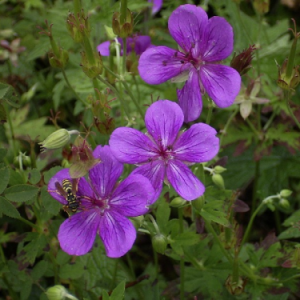 Герань иезская