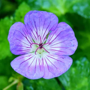 Герань Валлиха "Buxton`s Variety"