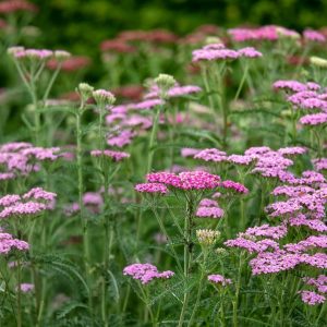 Тысячелистник обыкновенный "Cerise Queen"