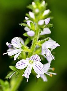 Вероника лекарственная