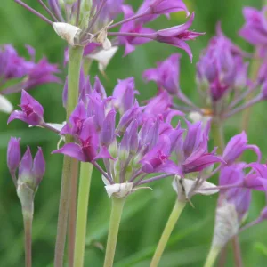 Лук остроконечный