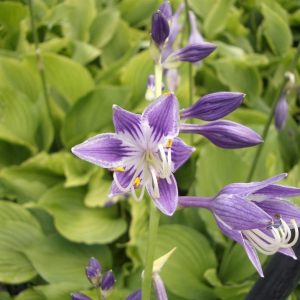 Хоста вздутая