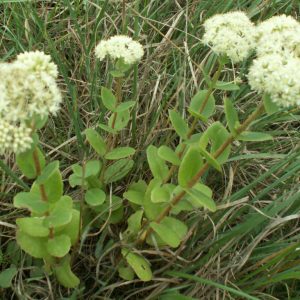 Очиток наибольший