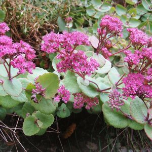 Очиток уссурийский