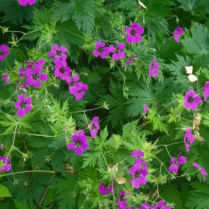 Герань мелкотычинковая