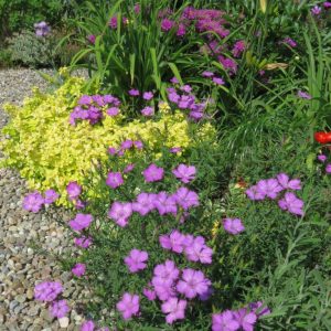 Гвоздика амурская