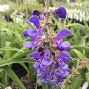 Шалфей трансильванский