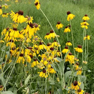 Рудбекия крупноцветковый "Sundance"