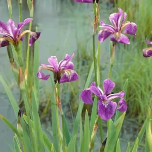 Ирис версиколор "Kermesina"