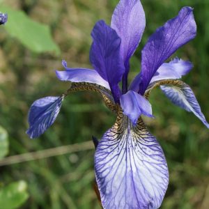Ирис сибирский "wild form"
