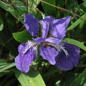 Ирис кровельный