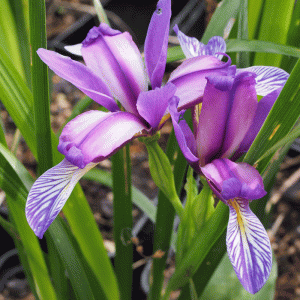 Ирис злаковидный