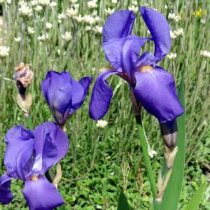 Ирис паллида гибрид иллирийский