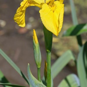 Ирис ложноаировый