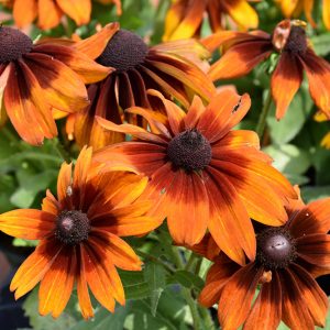 Рудбекия волосистая "Autumn Colors"