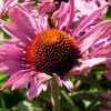 Эхинацея пурпурная "Lustre Hybr."