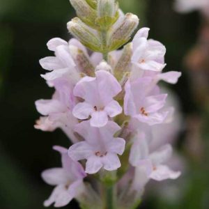 Лаванда узколистная "Ellagance Pink"