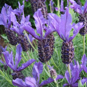 Лаванда стэхадская "Castilliano Violet"