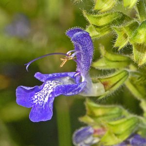 Шалфей трансильванский