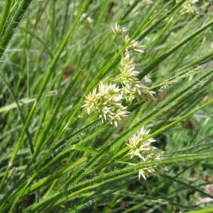 Ожика ожиковидная